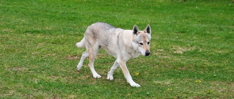 chien-loup tchécoslovaque